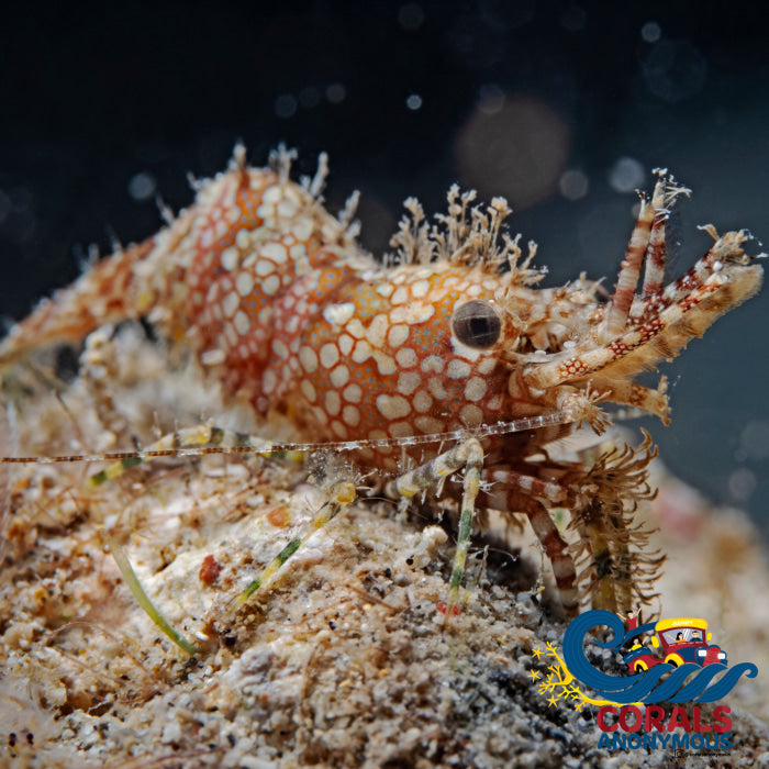 Marbled Monkey Shrimp