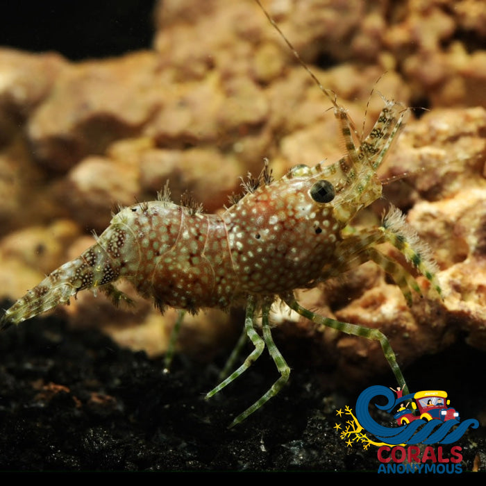 Marbled Monkey Shrimp