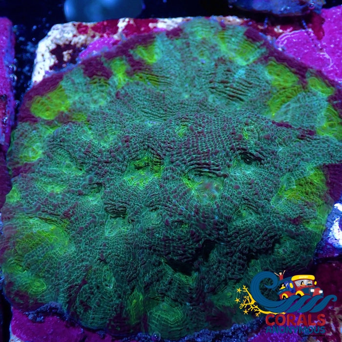 Marshwood Green Acan Echinata (0.5-1 Frag) Echinata