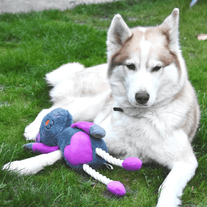 Brown and white husky dog with Dark grey plush rabbit dog toy with stitched details of eyes, nose, whiskers and mouth, grey ears with pink stripy fabric on the inside, a purple heart on it's belly, purple arms and white rope legs attached to purple feet pictured on a grass verge.