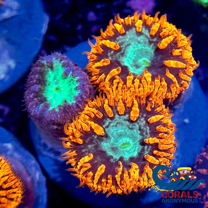 Mixed Blastomussa (3 Polyp) Blasto