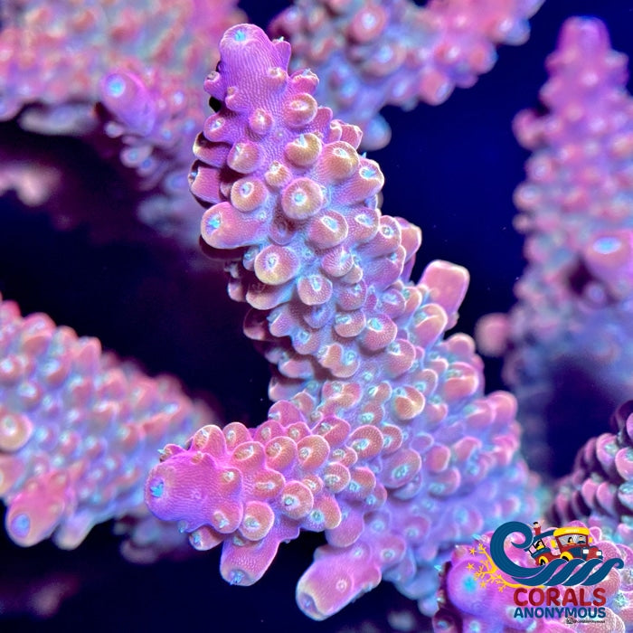 Nebula Dream Rainbow Acropora (1 Frag) Acropora