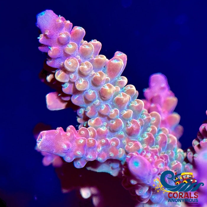 Nebula Dream Rainbow Acropora (1 Frag) Acropora