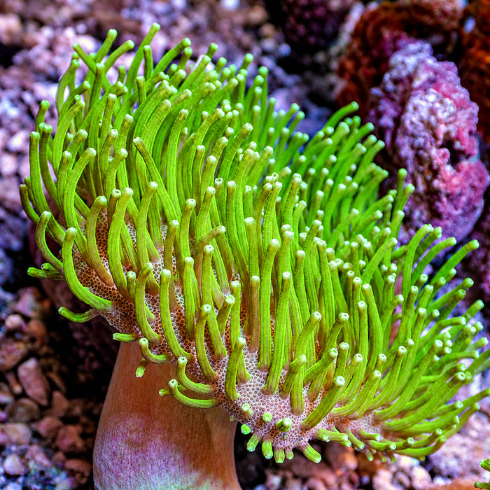 Neon Green Long Polyp Toadstool Leather Coral