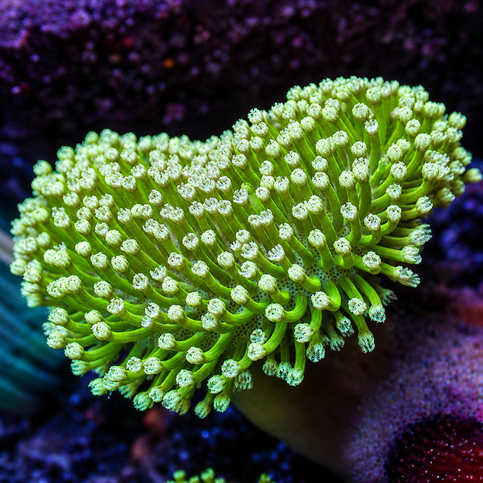 Neon Green Long Polyp Toadstool Leather Coral