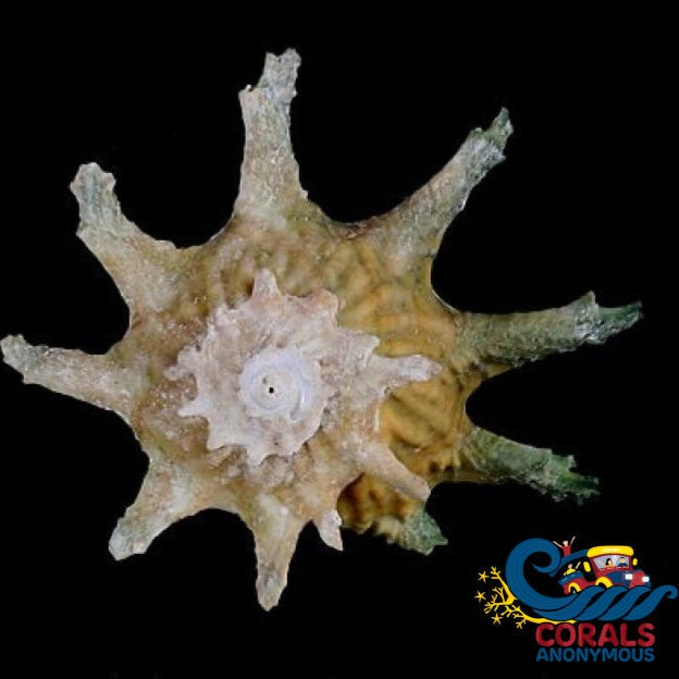 Ninja Star Snail (Astralium Calcar)