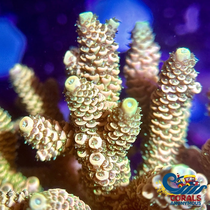 Pastel Gold Acropora (1 Frag) Acropora