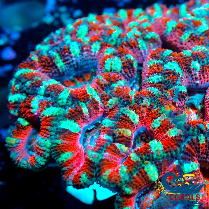 Pink Rim Peppermint Acans (2-3 Polyps) Acans