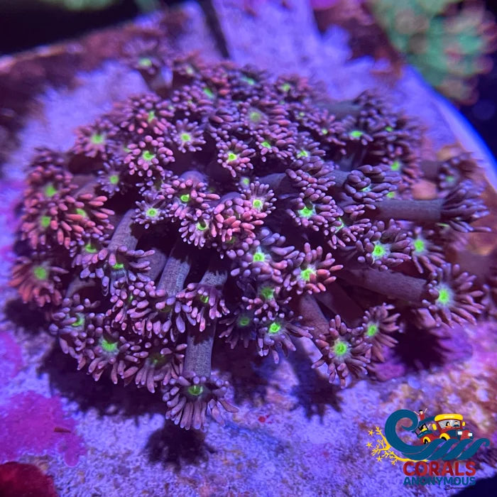 Pixie Dreamcast Goniopora (0.5 Frag) Goniopora