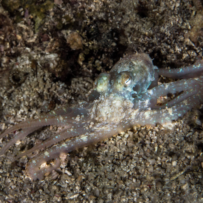 Prickly Octopus (Abdopus aculeatus) - Corals Anonymous
