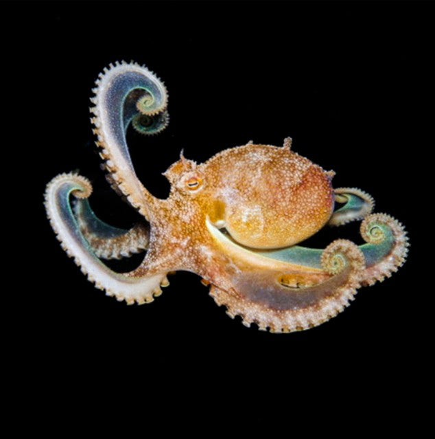 Prickly Octopus (Abdopus aculeatus) - Corals Anonymous