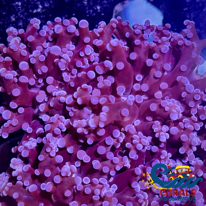 Purple Frogspawn Frogspawn