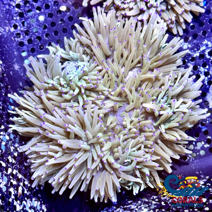Purple Tip White Sebae Anemone (4-7) Sebaeanemone