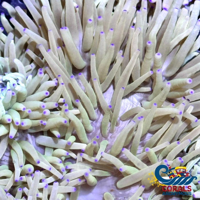 Purple Tip White Sebae Anemone (4-7) Sebaeanemone