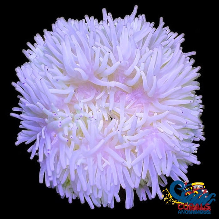 Purple Tip White Sebae Anemone (3-7”) - Corals Anonymous