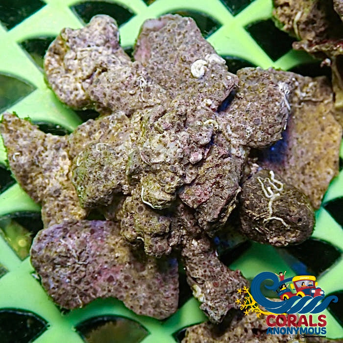 Review Carrier Snail (2-4) (Xenophora Conchyliophora) (S9) Snail