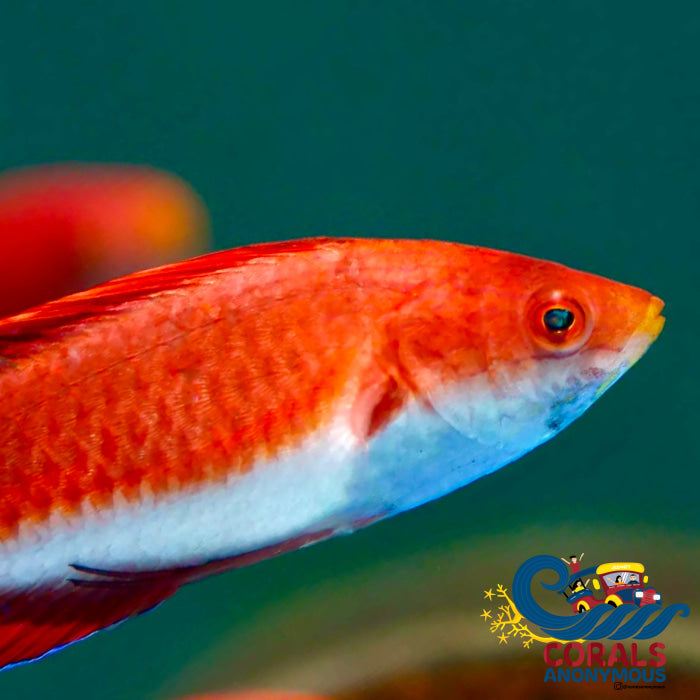 Redfin Wrasse (Cirrhilabrus Rubripinnis) Fish