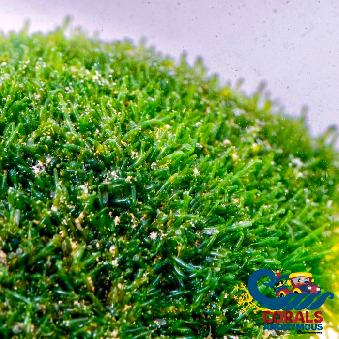 Rock Chaeto Macroalgae (Chaetomorpha Sp) (S8) Macroalgae