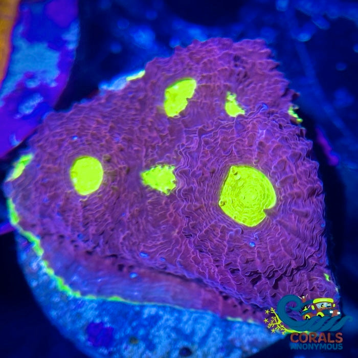 Royal Alien Eye Chalice (1-2” Frag) - Corals Anonymous