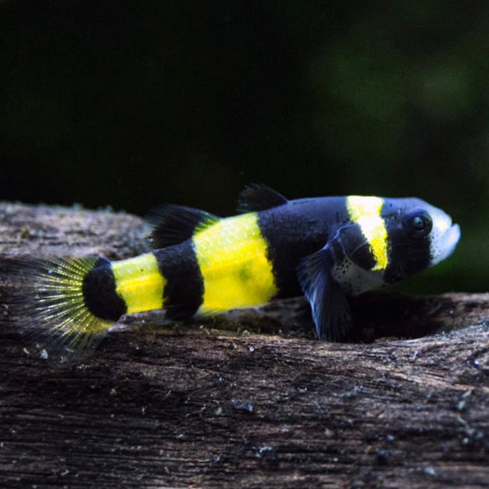 Saltwater Bumblebee Goby - Corals Anonymous