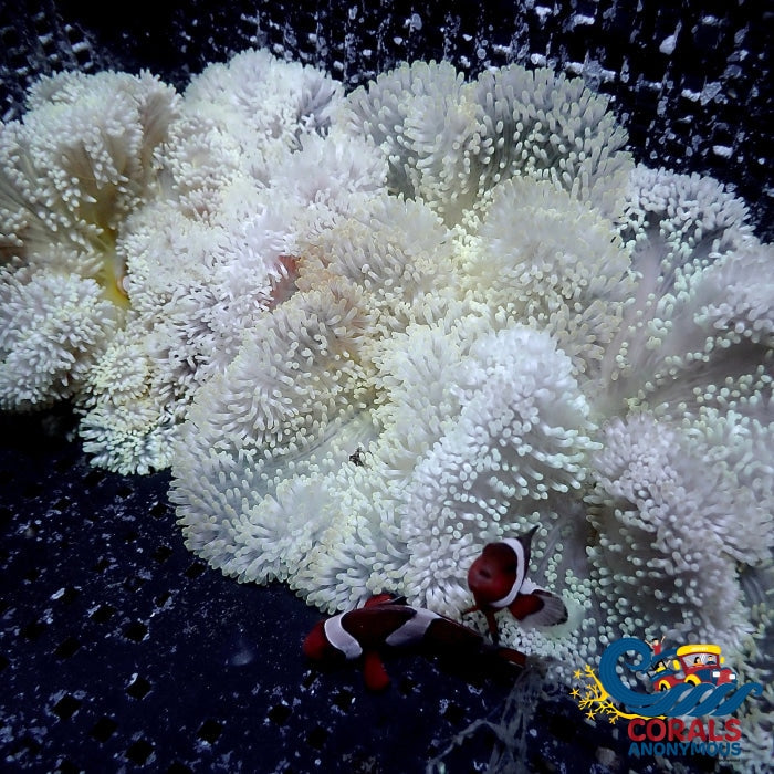 Snow Gigantea Carpet Anemone Carpetanemone
