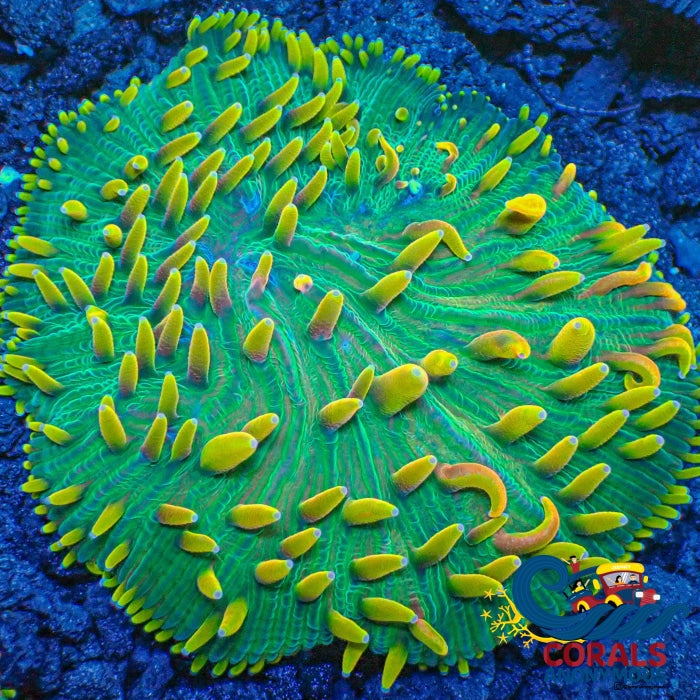 Sour Apple Jolly Rancher Rainbow Diaseris Plate Coral Plate