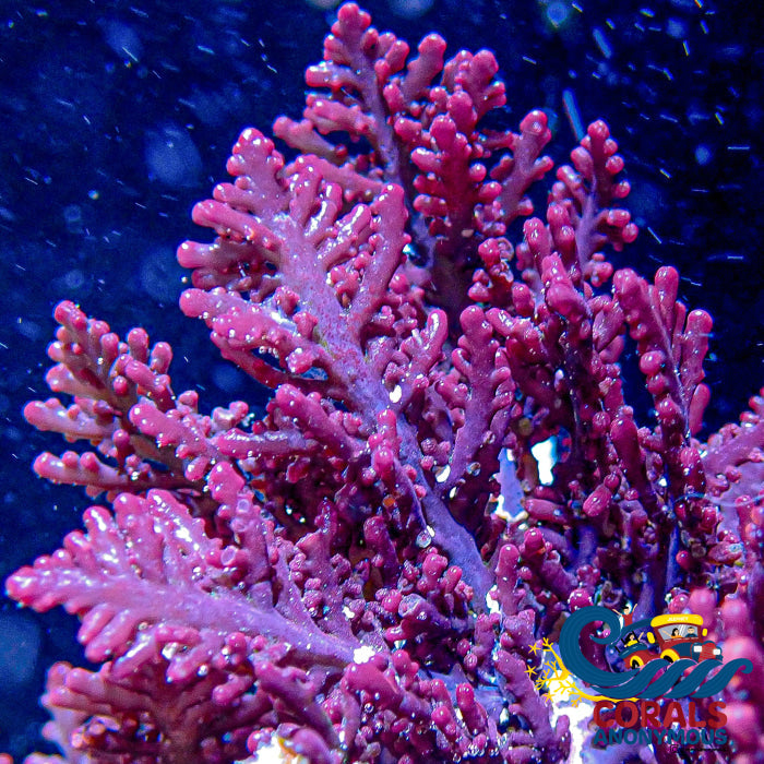 Review Maroon Forrest Fire Red Macroalgae (S5) Macroalgae