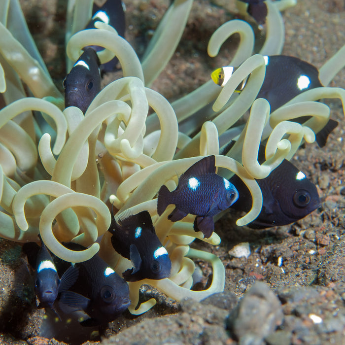 Three Spot Domino Damselfish - Corals Anonymous
