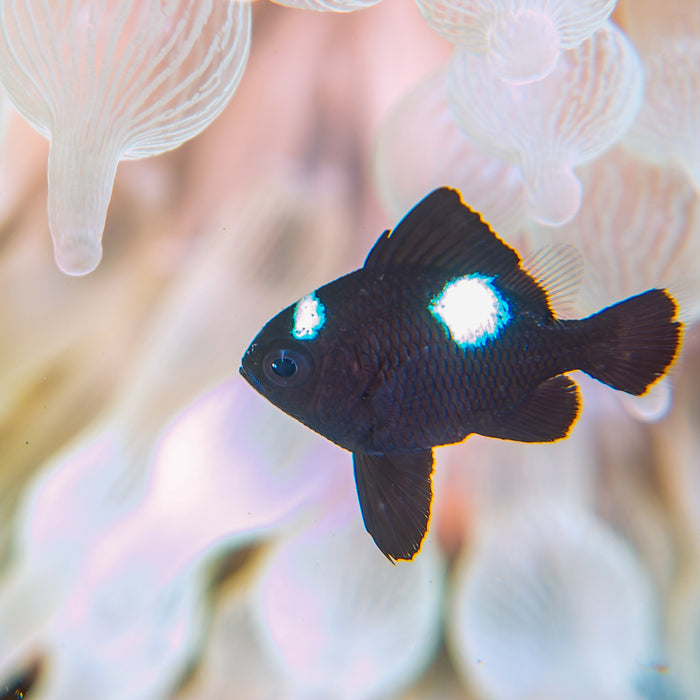 Three Spot Domino Damselfish - Corals Anonymous