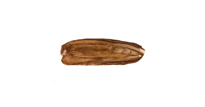 Thuya Tint Brown