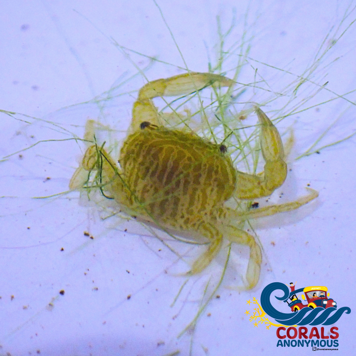 Turtle Weed Macroalgae Grass Rock Macroalgae