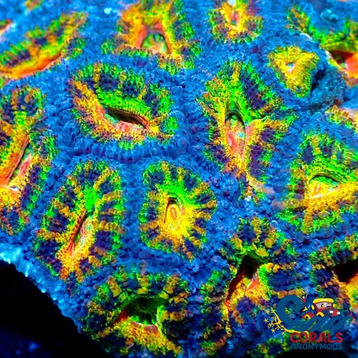 Ultra Rainbow Radioactive Acans (2-3 Polyps) Acans