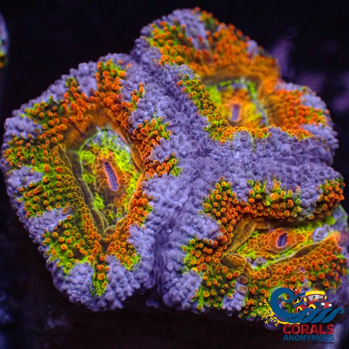 Ultra Rainbow Winter Radioactive Acans (2-3 Polyps) (Ua 6) Acans