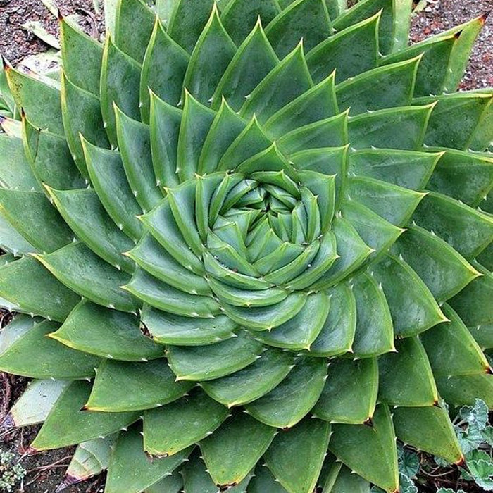 Watercress & Aloe