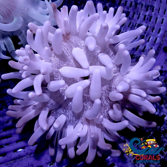 White Snowflake Long Tentacle Anemone Longtentacleanemone