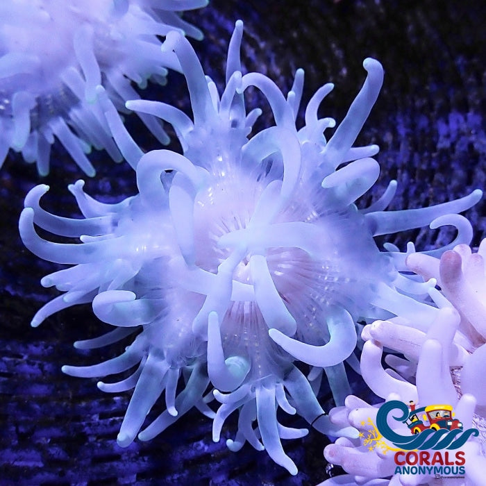White Snowflake Long Tentacle Anemone Longtentacleanemone