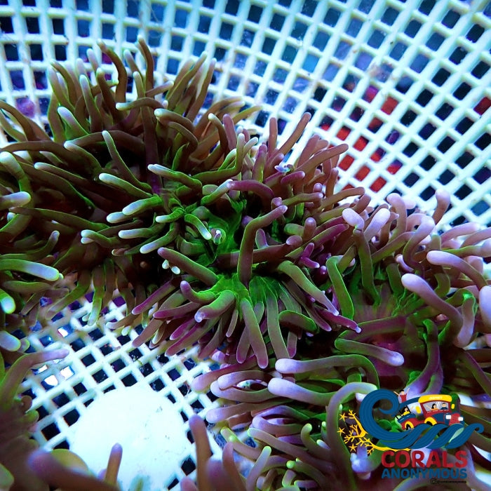 White Tip Green Long Tentacle Anemone Longtentacleanemone