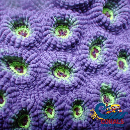 Wintermint Blood Eye Favia (2-3 Polyps) Favia