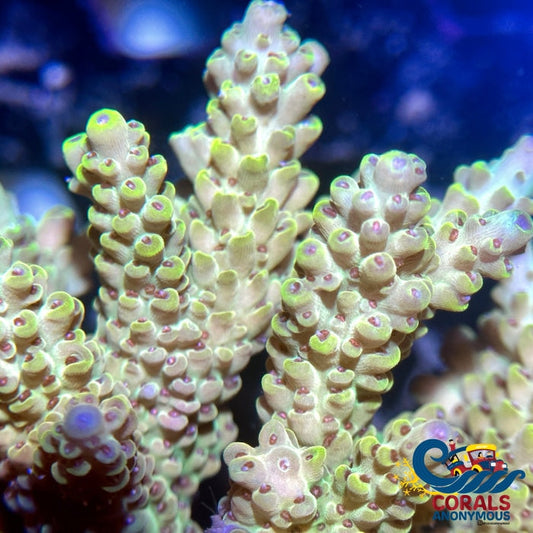 Yellow Green Acropora (1 Frag) Acropora