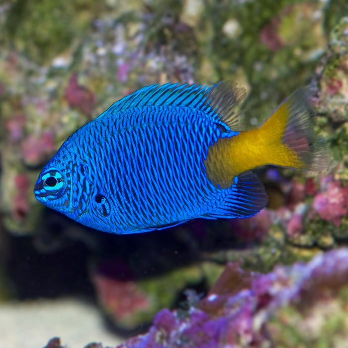 Yellow-tail Blue Damselfish (Chrysiptera parasema) - Corals Anonymous