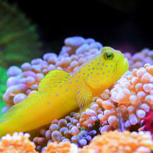 Yellow Watchman Prawn Goby - Corals Anonymous